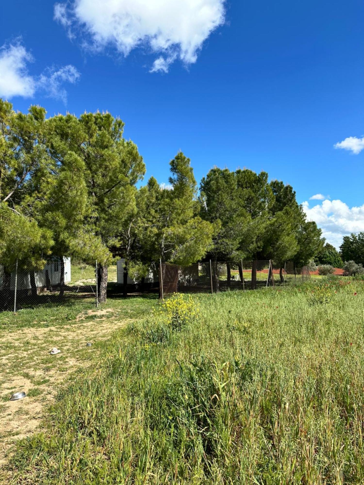 Bungalow Infanta Torrelaguna Exterior photo